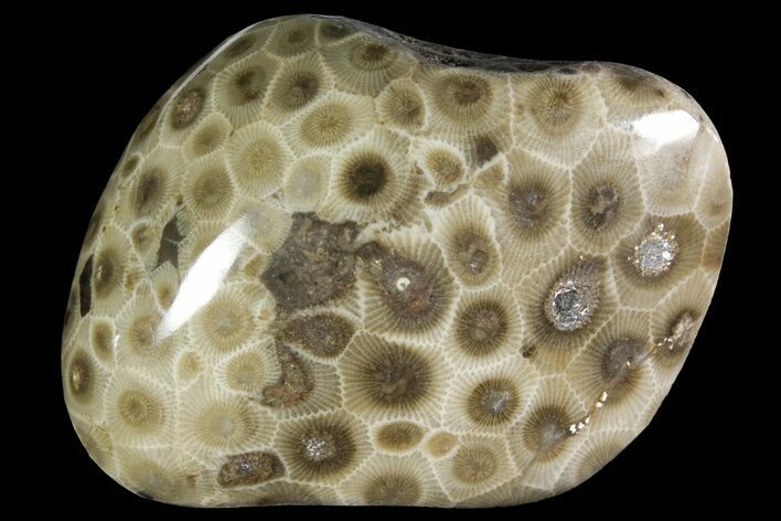 Polished Petoskey Stone (Fossil Coral) - Michigan #156097
